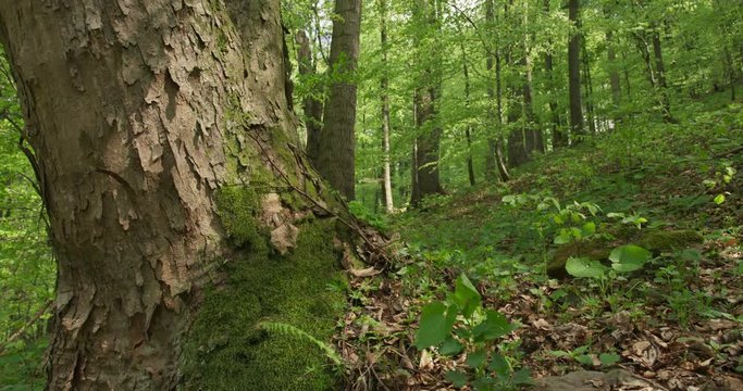 Dolly shot of acer tree in old beechwood, spring, 4k