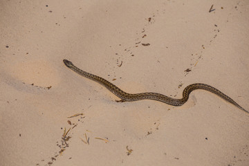 small snake crawl by a sand
