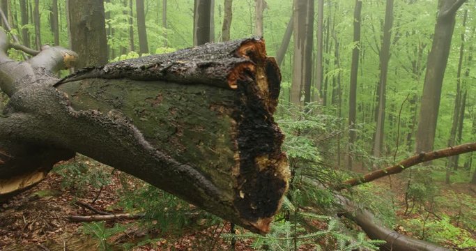 Dead, rotten tree lying in a beech forest, spring, 4k
