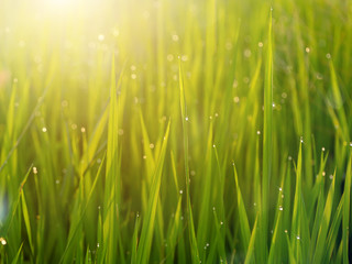 Water drops on rice leaves