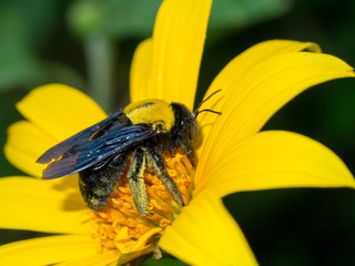 Yellow Mexican sunflower