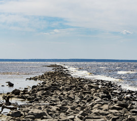 stones and pines on the shore of the Kiev sea in a spring sunny day