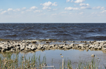 stones and pines on the shore of the Kiev sea in a spring sunny day