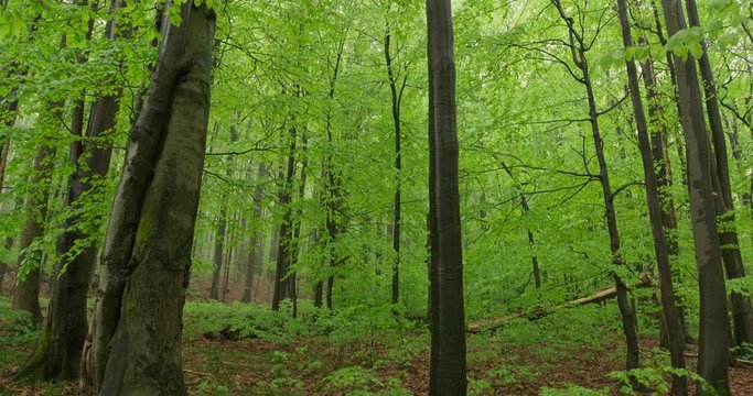 Beechwood, old forest in the spring, 4k, 4k