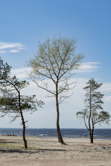 stones and pines on the shore of the Kiev sea in a spring sunny day