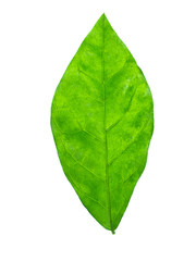 Fototapeta premium Close up of jasmine leaf.