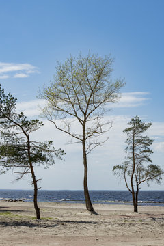 stones and pines on the shore of the Kiev sea in a spring sunny day © serhii