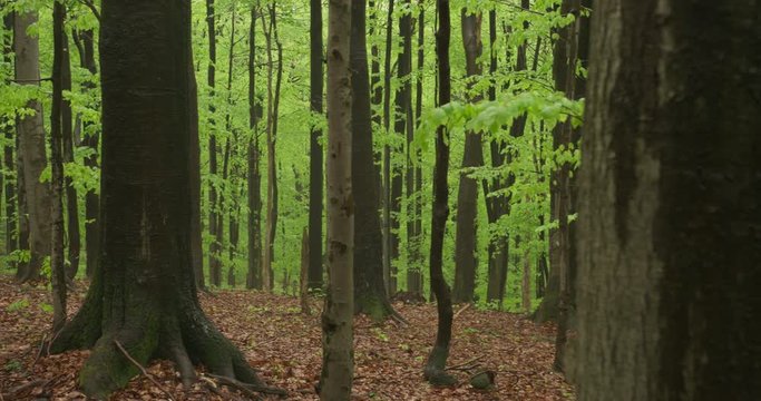 Beechwood, old forest in the spring, 4k, 4k