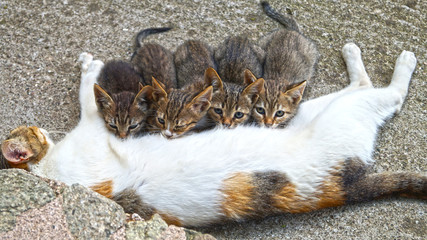 cat and the kittens