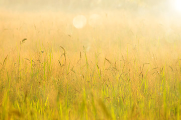 Flower grass with sunset sky