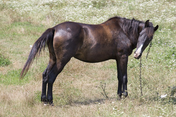Schönes Pferd auf der Weide