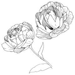 Wildflower peony flower in a vector style isolated. Full name of the plant: peony. Vector wildflower for background, texture, wrapper pattern, frame or border.