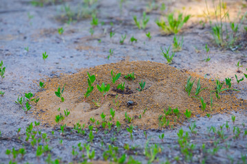 closeup anthill with crowd of ant