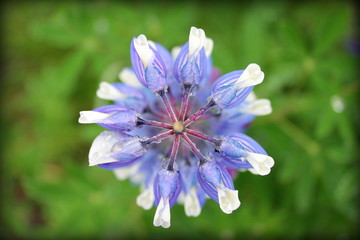 macro de fleur de lupin 