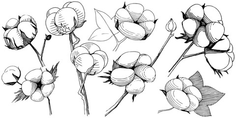 Cotton flower in a vector style isolated. Vector wildflower for background, texture, wrapper pattern, frame or border.