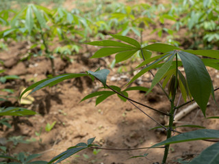 plant