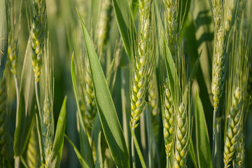 close up on green wheat ears on late spring