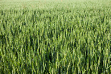 close up on green wheat ears on late spring