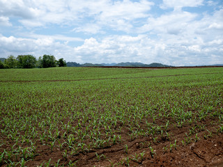 Fototapeta na wymiar View of the farmland