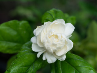 Close up of jasmine flower.