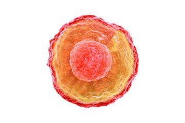 Human egg cell