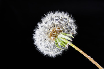 Fluffy white dandelion with water drops on dark background. Closeup
