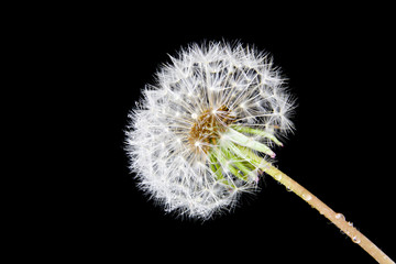 Fluffy white dandelion with water drops isolated on black background. Closeup