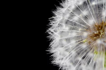 Fototapeten Fluffy white dandelion details isolated on black background. Closeup © marketlan