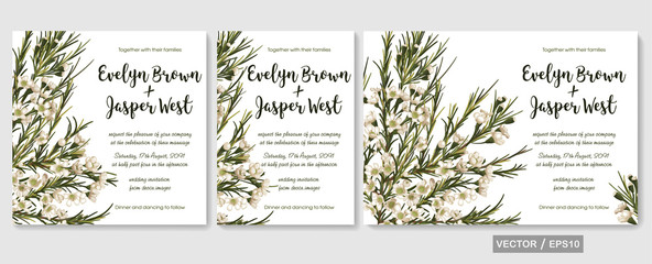 Wedding invite invitation menu card vector floral greenery design: beautiful white wax flower pattern. Watercolor elegant hand drawn set, isolated