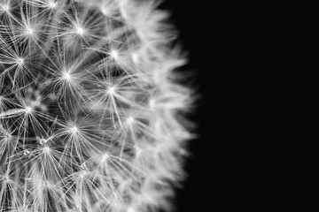 Fluffy white dandelion details in black and white on dark background. Closeup, selective focus