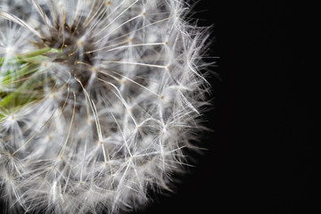Fluffy white dandelion details with water drops on dark background. Closeup, selective focus