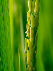 Close up of rice flower.