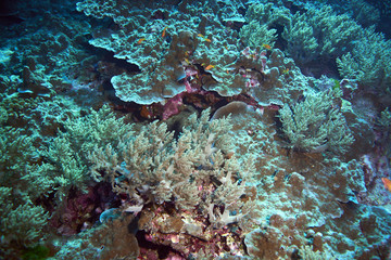 Fish on underwater coral reef