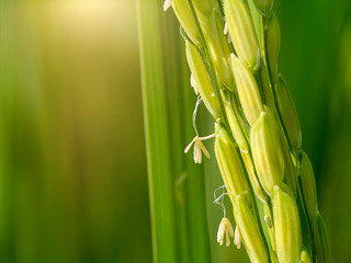 Close up of rice flower.