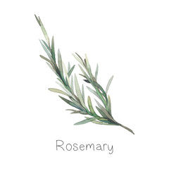 Watercolor rosemary branch. Hand painted botanical element isolated on white background. Spice plant sketch