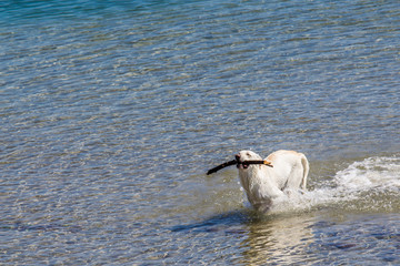 Dog playing with a stick by the sea