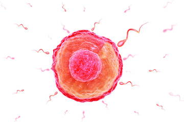 sperm and egg cell