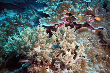 Plakat Fish on underwater coral reef