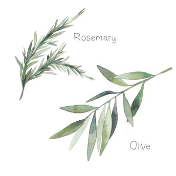 Watercolor decorative herbs set. Hand painted botanical elements: rosemary leaves and olive branch. Natural objects isolated on white background