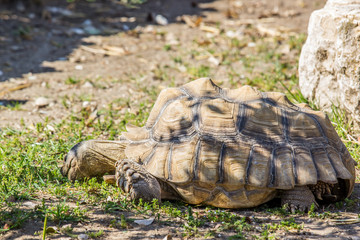A turtle eating grass