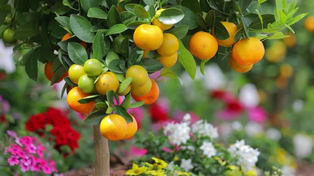 Branch with oranges and green leaves, colorful flowers on background