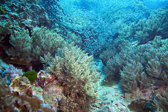 Fish on underwater coral reef