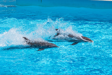 Naklejka premium Playing with dolphins 