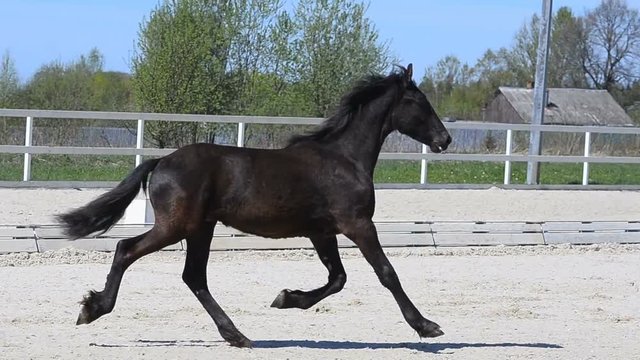 Young friesian foal on studfarm showing movements