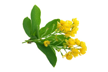 Flowers of barberries with leaves isolated on white background