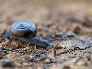 snail