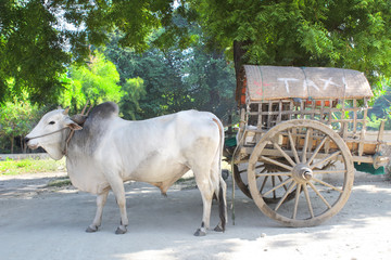 Exotic burmese taxi, Mingun, Myanmar (Burma)