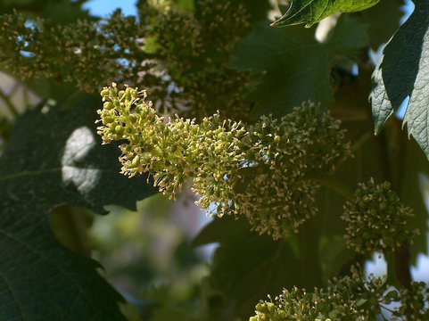 Grappolini d'uva