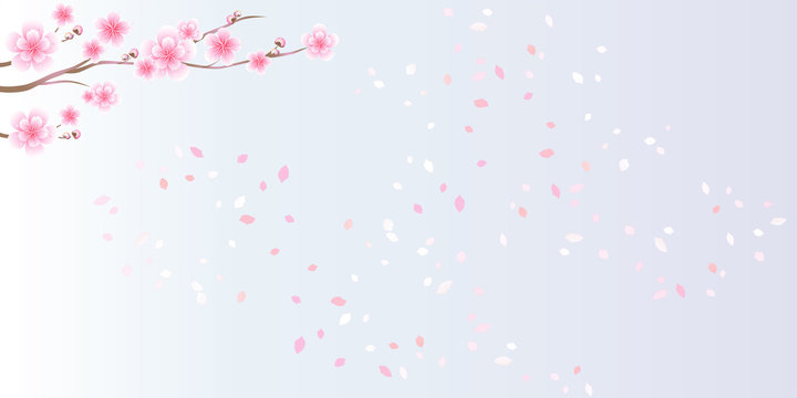 Branches of sakura. Cherry blossom and flying petals isolated on light Violet gradient background. Vector