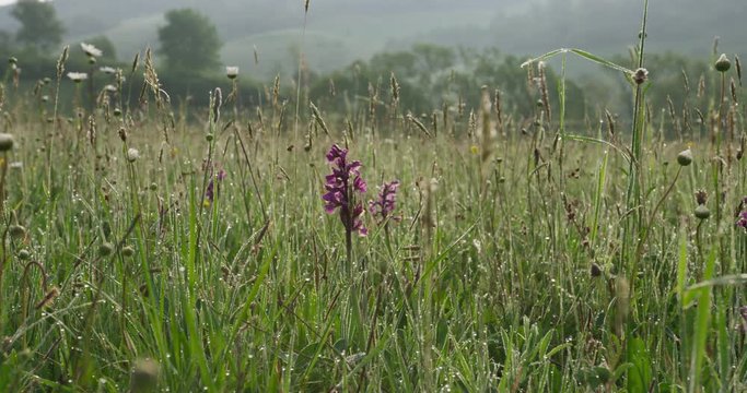 Rare, blooming Orchis Mascula in the meadow, spring, 4k